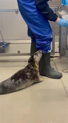 Pup Piertje teasing our staff 🦭