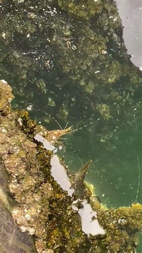 Amazing Sea Creature Giant Prawn Swimming Near the Dock | Ocean Discovery Coal Harbour