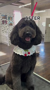 50K views · 457 reactions | Spa day for Ruby . This groom from @pawperfecta turned out pretty perfect if we do say so ourselves! | Wahl Animal USA | Facebook