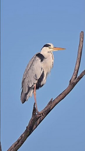 Majestic Grey Heron | Graceful Hunter of the Wetlands.