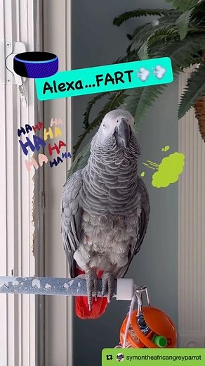 Symon says: Alexa is not working so I will make my own fart sounds💨Mine are funnier🤣#funnyparrot