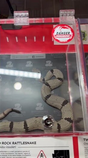 Can You Identify These Snakes?
