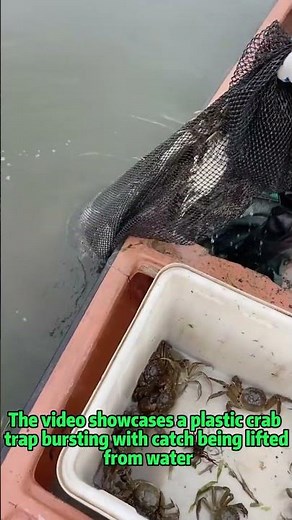 Fishing Skills: Crab Trapping Techniques & Eco-Catch Solutions | Trap Design Secrets