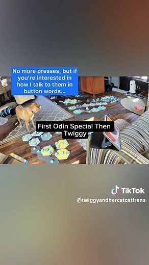 Twiggy and her Cat Cat Frens on TikTok