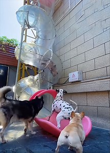 The dogs seem to like it 😍🥰😘 | Dogs World