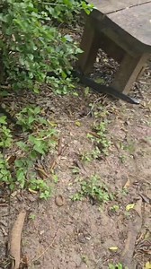 As temperatures rise, snake activity increases. Always stay on marked trails, and watch where you step. We spotted this stunning Texas Indigo Snake on the trails yesterday morning. These non-venomous snakes are a natural part of our ecosystem and help keep rodent and rattlesnake populations in check. Did you know Indigo snakes get their name from the deep, iridescent blue-black color that shimmers in the sunlight? They’re shy, beautiful, and protected—so if you see one, give it space and admire 