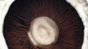 Our new easy-to-use tools for the Thermo Scientific™ SureTect™ PCR...