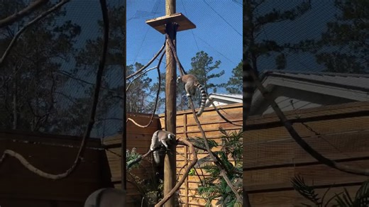 Ring-tailed lemurs show off their endless energy