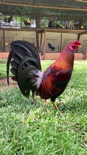 Boston Sweater Design for Chicken Lovers