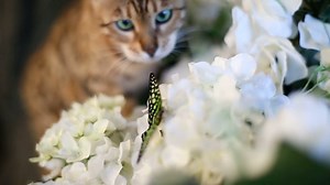 Charming Bengal Cat Walking On Tree Became Stock Footage SBV-314538403 - Storyblocks