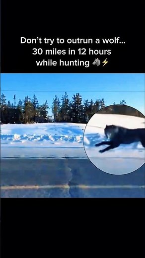 Relentless Wolf: 30 Miles in 12 Hours