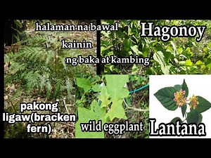 ANO-ANO ANG IBA'T-IBANG URI NG DAMO NA PWEDE AT HINDI PWEDE IPAKAIN SA ATING ALAGANG BAKA AT KAMBING