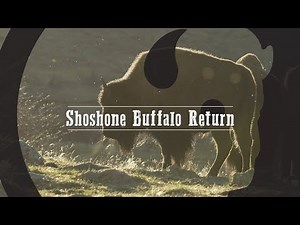 Shoshone Buffalo Return - Our Wyoming