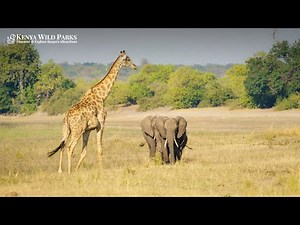 Top 5 Largest Animal in Africa!