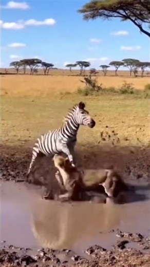 Zebra vs Lion — the ultimate battle for survival! 🦓🦁 #wildlife #wildlifebattle #epicfight #nature