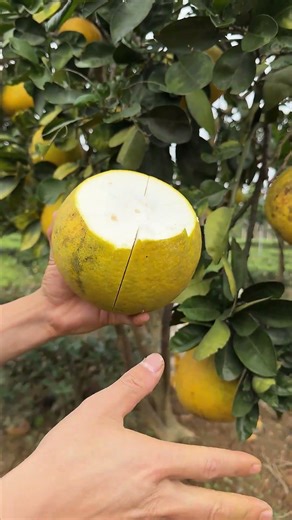 Cutting Grapefruit Natural Sound