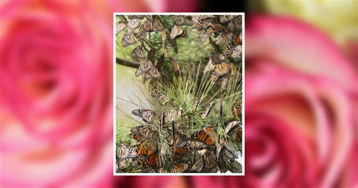 Rafaela Rivera Obituary November 18, 2024 - Moloney Family Funeral Homes, Inc.