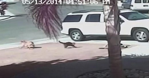 Cat who saves young boy from dog attack and becomes viral video star