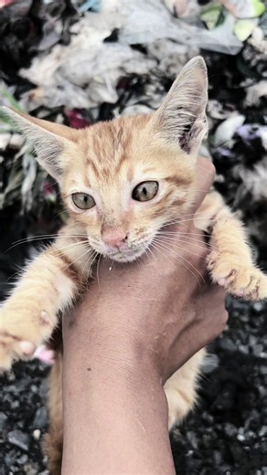 Kucing Lucu: Kalau Udah Begini Masih Mau Buang di TPS?