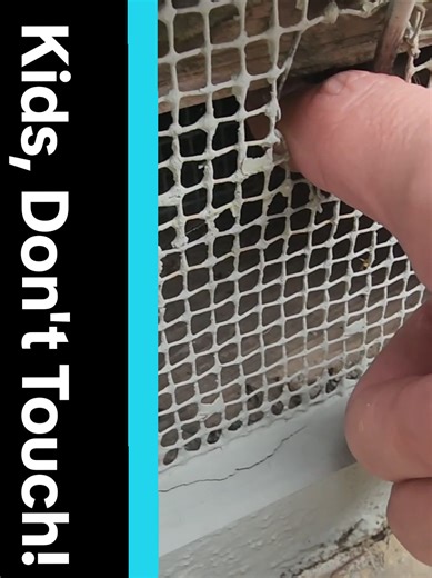 #creatorsearchinsights Home Improvement Tips: Rodent Exclusion Identification. #rat #tips #house #home