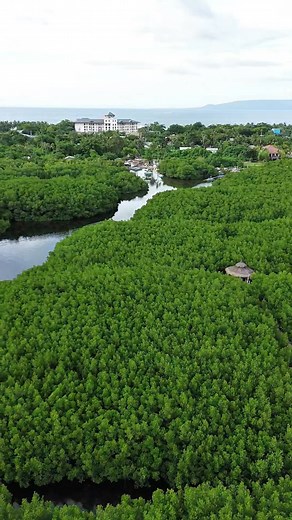Pagatpatan at its best 💚🌿” Bamboo walk feels 🌿🌊 #mangroveconservation #BeautifulBohol #highlightsシ゚ | Wency Cares