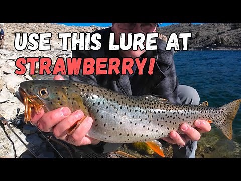 Fishing Strawberry Reservoir: BIG TROUT FROM SHORE