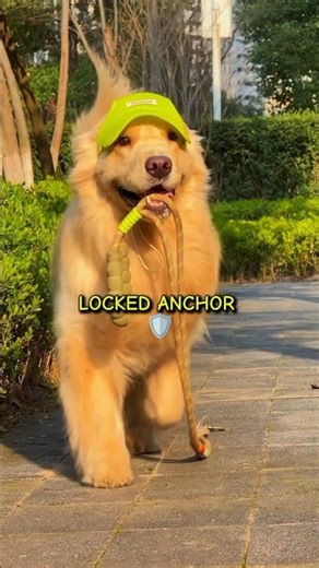 The Anchor-Stabilizer: Why Golden Retrievers Sit on Your Feet 🛡️🐕