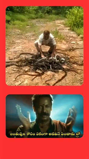 ఇతను పాములను కాపాడడానికి ఇంత చేశాడా 😱🤯 | STK FACTS