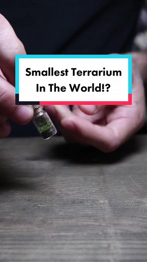 What do you think, could it be smaller?🤔 #miniterrarium #terrarium #terrariummaking #tinyterrarium