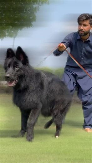 Black German Shepherd Puppy: A Guide for Dog Lovers