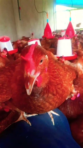 élevage de poules pondeuses