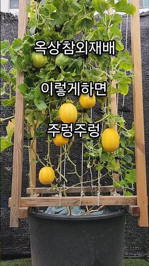 옥상 참외재배 이렇게하면 주렁주렁/참외 화분재배/옥상 참외키우기/