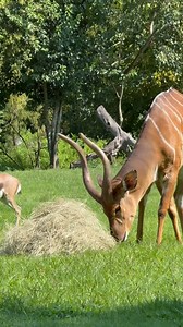 5.6K views · 117 reactions | Who knew stinky red river hog hay would be fun enrichment for Jax the nyala and one of our Speke's gazelle?!  : Keeper Sawyer | Audubon Zoo | Facebook