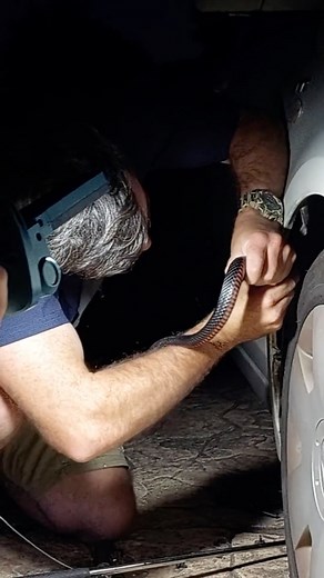Sunshine Coast Snake Catchers 24/7 on Instagram: "A nerve racking Red Belly relocation from inside a car! . This one will put you on the edge of your seat! Brandon (Giffo) shot out to a job with a Red Bellied Black snake wedged near a front car tyre. With some poking, prodding & patience, he managed to safely relocate the chunky snake back to the bush. Nothing better! . . . . . #snake #snakes #wildlife #australia #animals #qld #sunnycoast #sunshinecoast"