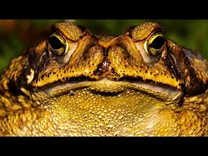 Som do sapo coaxando, barulho do sapo coaxando