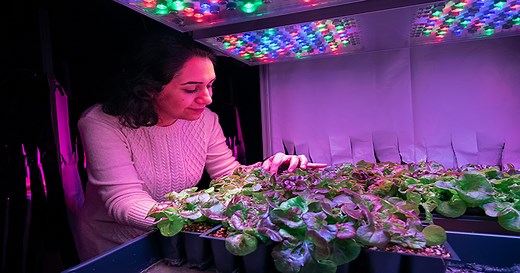 New LED strategies could make vertical farming more productive, less costly