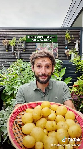 Harvesting Homegrown Potatoes: A Timing Guide