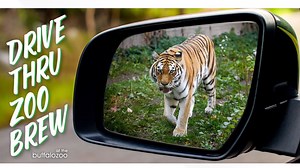 The Buffalo Zoo hosts first-ever Drive Thru Zoo Brew