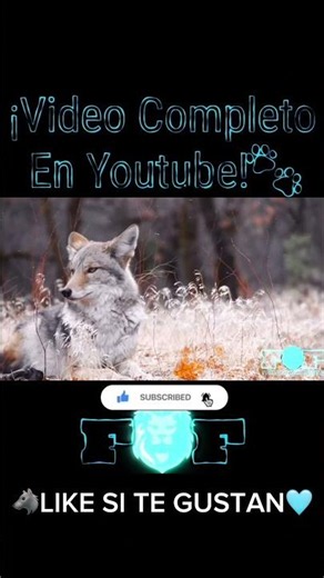 The Incredible Secret Intelligence of the Coyote