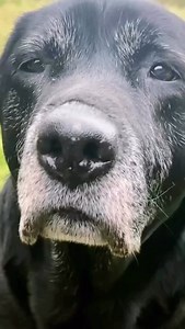 Happy 15th Birthday, Tyson!!! 🎉 Wishing you the Happiest Day with all the treatos and sooo many belly roobs! Sweet dreams of bacon, chickum, peanut butters and walkies and car rides! #snuggleoclock Repost from @labralord • HELLO 15! ♥️ #seniorlabs #thegoodestboy #greatful❤️ #labralord #thankyouforeverything Congratulations @labralord on being featured! Thanks for using our hashtag! Use #talesofalab on your pictures for a chance to be featured on @talesofalab or @talesofalabpuppy 🐾 We wish we c