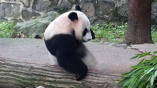 25K views · 1K reactions | I vividly remembered there was one last steamed bread left… Where did it go? (En En) #foodie #CCRCGP #PandaLife #HiPanda For more panda information, please check out: https://en.ipanda.com | iPanda | Facebook