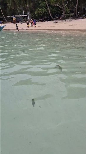 쁘렌띠안 꼬마상어
