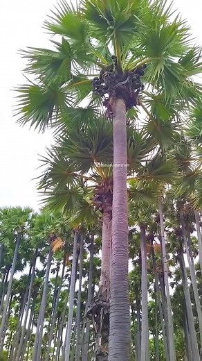 பணைமரமும் பழைய தமிழனும் 🤯🔥 The Palmyra tree (Borassus flabellifer), locally called “Toddy Palm” or “Tala”, is an iconic tree of India, especially in Tamil Nadu, Andhra Pradesh, Odisha, and other southern and eastern states. It can grow up to 30 meters tall, with a strong trunk and a fan-shaped crown. Every part of this tree is useful: the sap is used to make jaggery, syrup, or toddy, the fruit is edible, the leaves are used for thatching, mats, and traditional crafts, and the wood is durable f