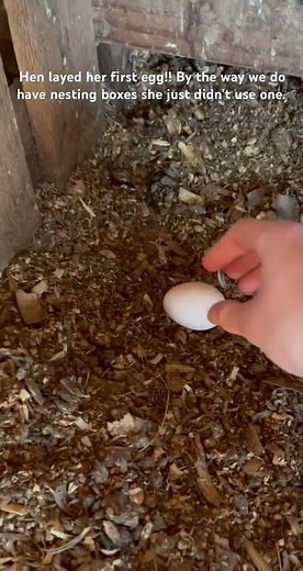 Chicken layed first egg🥚 #chickens #hen #egg #farm #shorts