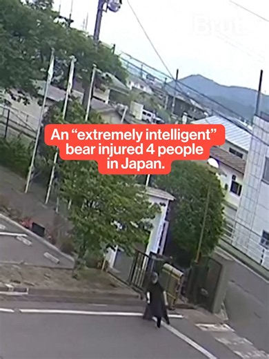 A bear attack left four people injured after the animal wandered into a business and residential area in Fukushima, Japan. Surveillance footage showed the bear chasing a worker at the entrance of a steel factory, knocking him to the ground, and then entering the building. Local media reported that three other people were injured in separate attacks nearby. Authorities later trapped the bear inside a factory, but Fukushima’s mayor said it managed to escape on its own — reportedly opening a window
