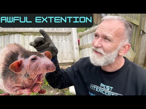15 Years of RAT INFESTATION! Solved in JUST ONE DAY! Bad Extension Causes RATS!