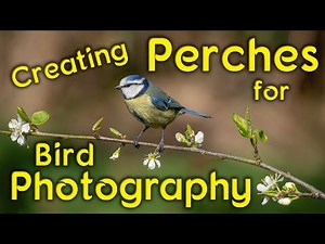 Great tips for setting up Perches and feeders for Bird Photography