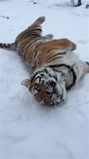 Snow day, snow problem! ❄️🐅 It’s a roll and recharge before rescued tiger Indy continues romping through her snowy free-roaming habitat! 👉 Read her rescue story at WildcatSanctuary.org or the 🔗 in our bio! #tiger #tigers #rescuecat #snowday #wildcatsanctuary