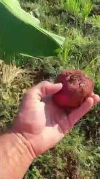 Harvesting to take to Saturday market #organicagriculture #organicfarming #cuba #canadatocuba