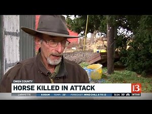 Horse killed in attack